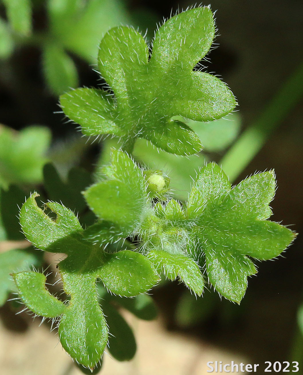 Smallflower Nemophila, Small-flowered Nemophila, Wood's Nemophila: Nemophila parviflora var. parviflora