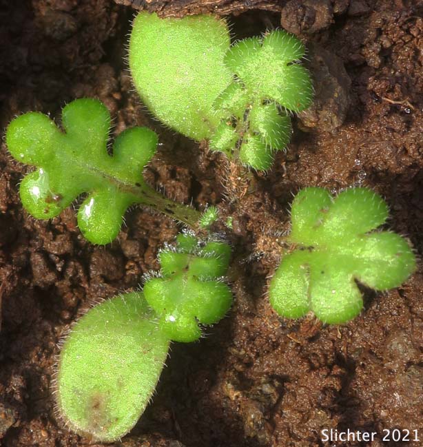 Seedling of Little-foot Nemophila, Meadow Baby-blue-eyes, Meadow Nemophila, Spreading Nemophila: Nemophila pedunculata (Synonym: Viticella pedunculata)