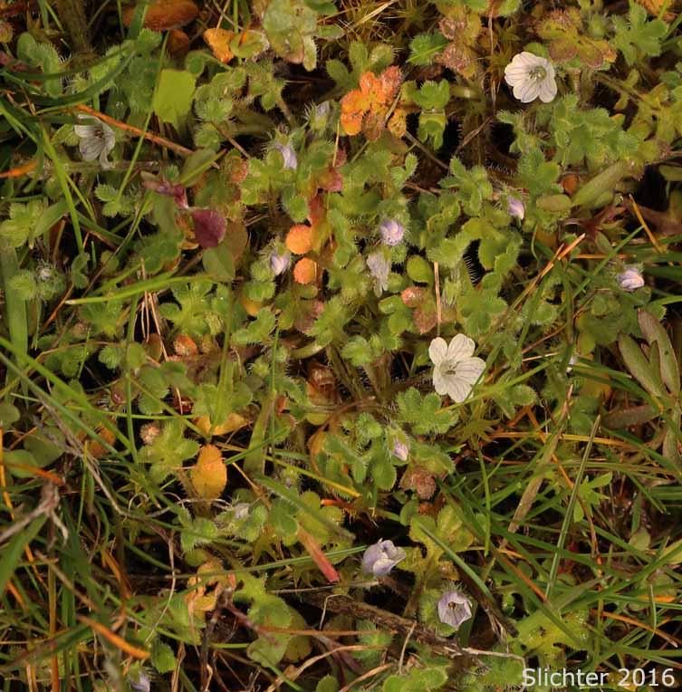 Little-foot Nemophila, Meadow Baby-blue-eyes, Meadow Nemophila, Spreading Nemophila: Nemophila pedunculata (Synonym: Viticella pedunculata)