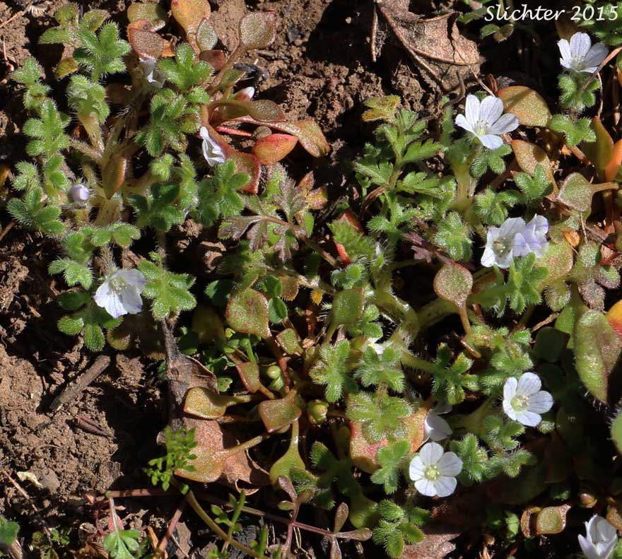Little-foot Nemophila, Meadow Baby-blue-eyes, Meadow Nemophila, Spreading Nemophila: Nemophila pedunculata (Synonym: Viticella pedunculata)