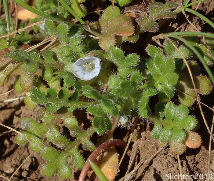 Little-foot Nemophila, Meadow Baby-blue-eyes, Meadow Nemophila, Spreading Nemophila: Nemophila pedunculata (Synonym: Viticella pedunculata)