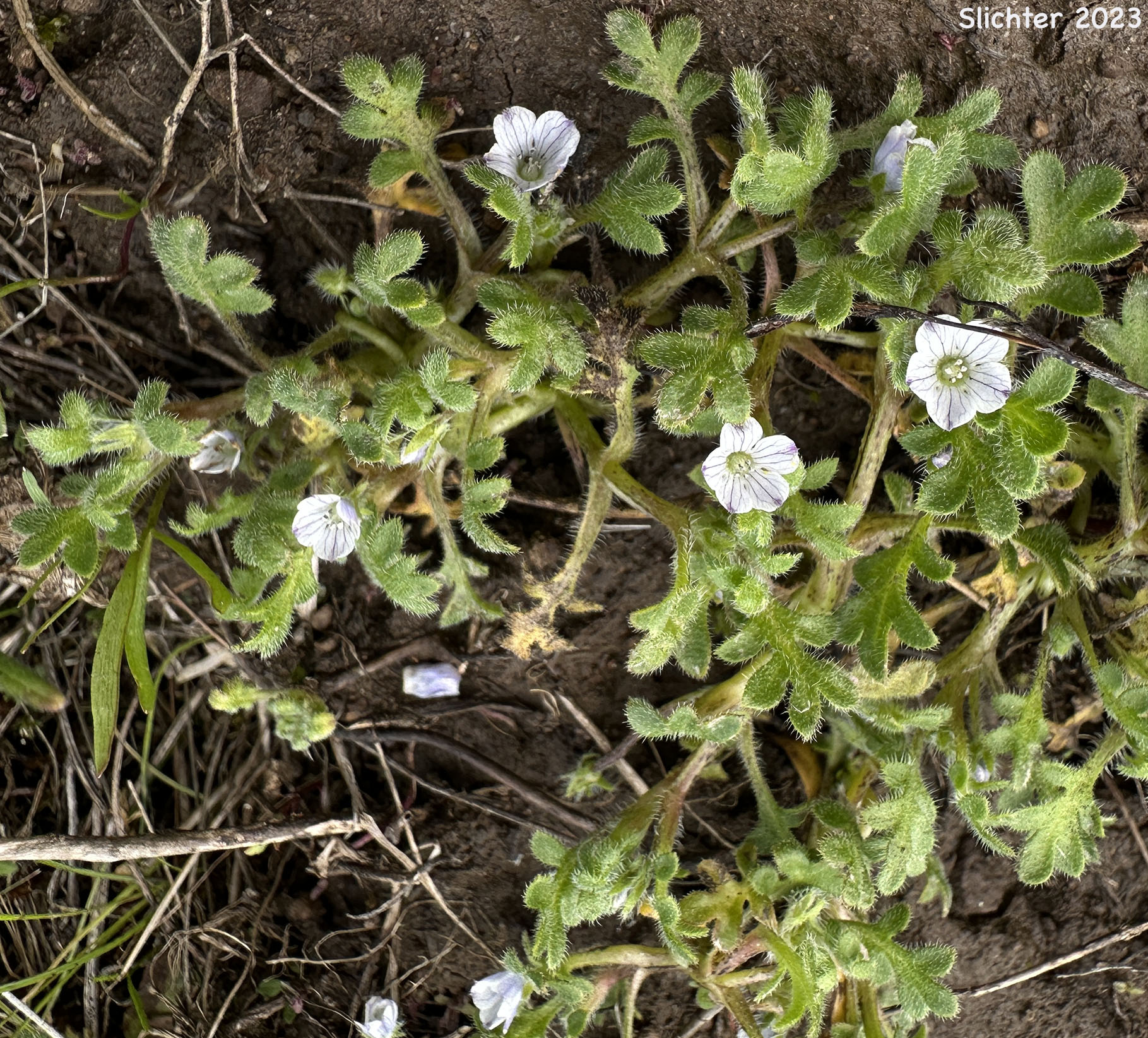 Little-foot Nemophila, Meadow Baby-blue-eyes, Meadow Nemophila, Spreading Nemophila: Nemophila pedunculata (Synonym: Viticella pedunculata)