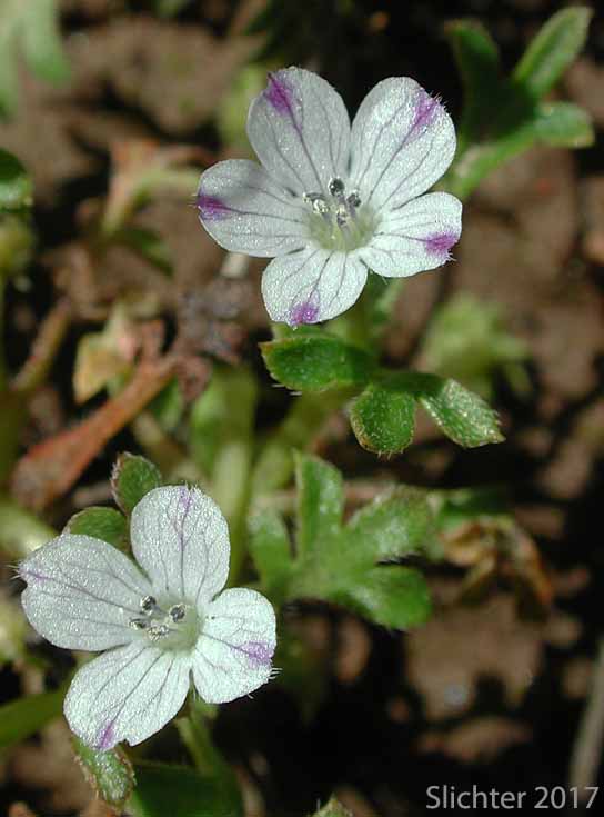 Little-foot Nemophila, Meadow Baby-blue-eyes, Meadow Nemophila, Spreading Nemophila: Nemophila pedunculata (Synonym: Viticella pedunculata)