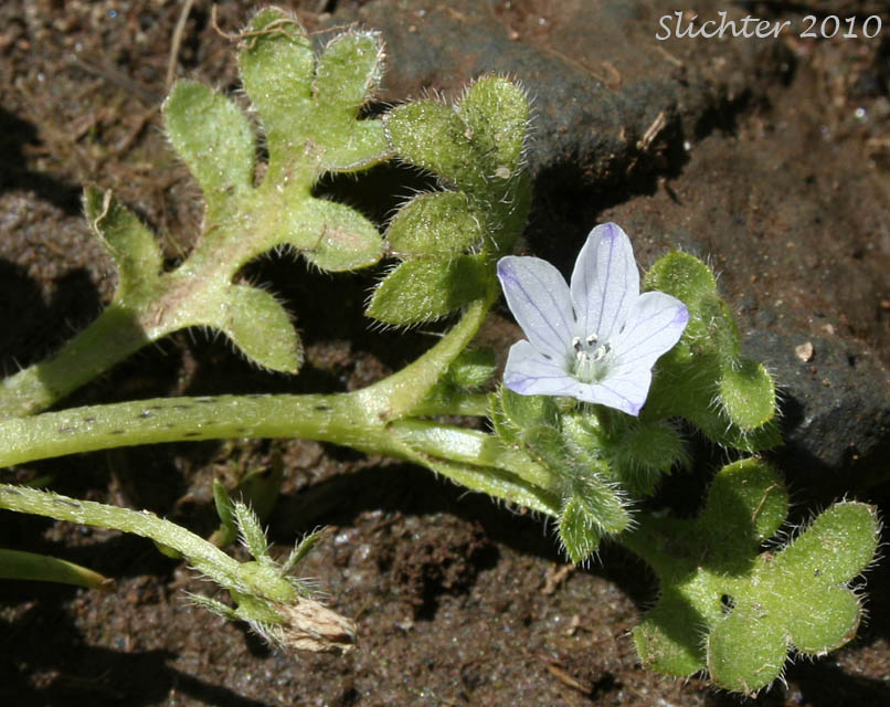 Synonym: Viticella pedunculata