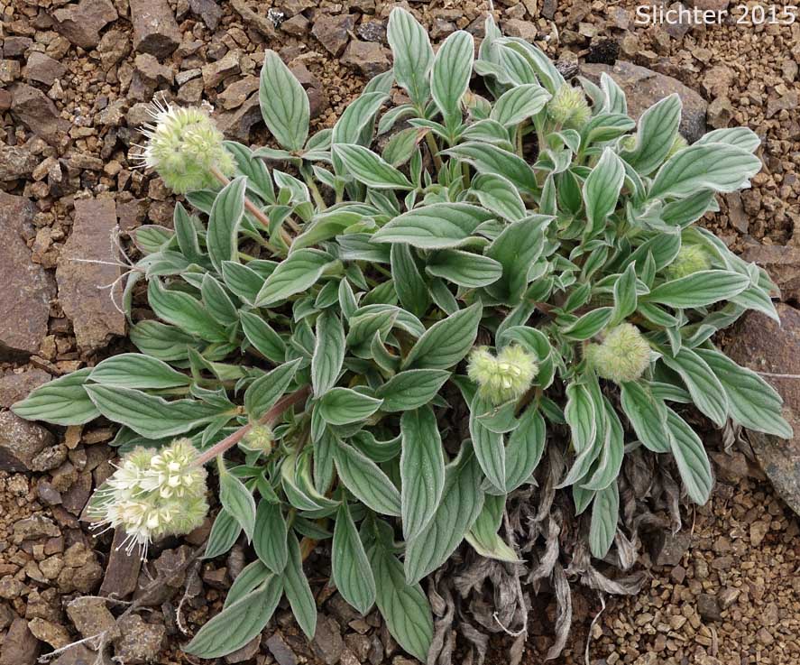 Compact Phacelia, Silverleaf Phacelia, Silver-leaf Phacelia, Timberline Phacelia, Whiteleaf Phacelia: Phacelia hastata var. compacta (Synonyms: Phacelia frigida, Phacelia frigida ssp. frigida, Phacelia hastata var. dasyphylla, Phacelia nemoralis var. frigida)