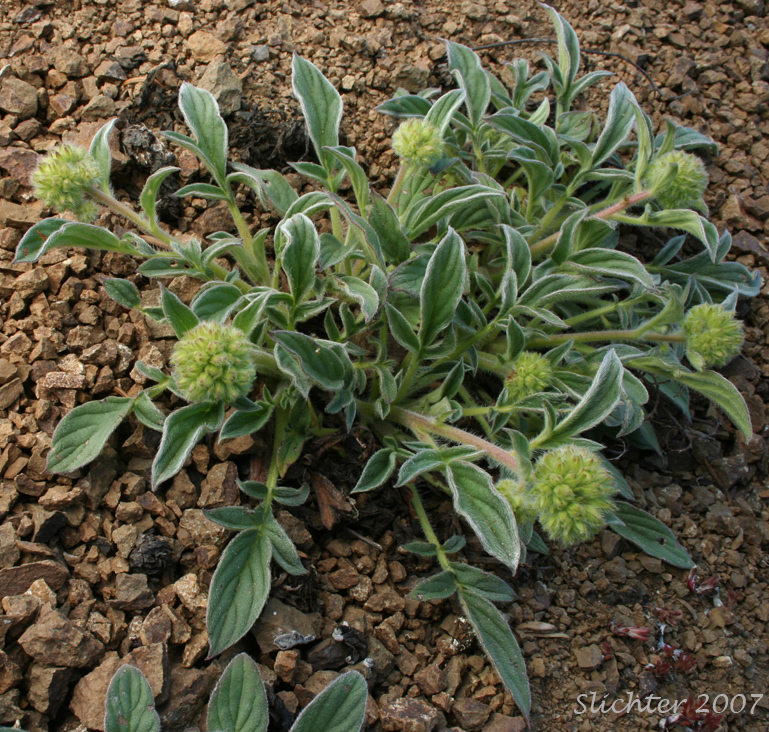 A budding Compact Phacelia, Silverleaf Phacelia, Silver-leaf Phacelia, Timberline Phacelia, Whiteleaf Phacelia: Phacelia hastata var. compacta (Synonyms: Phacelia frigida, Phacelia frigida ssp. frigida, Phacelia hastata var. dasyphylla, Phacelia nemoralis var. frigida)