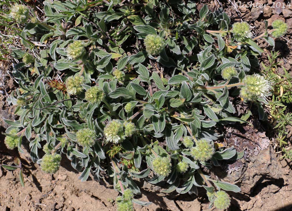 Compact Phacelia, Silverleaf Phacelia, Silver-leaf Phacelia, Timberline Phacelia, Whiteleaf Phacelia: Phacelia hastata var. compacta (Synonyms: Phacelia frigida, Phacelia frigida ssp. frigida, Phacelia hastata var. dasyphylla, Phacelia nemoralis var. frigida)