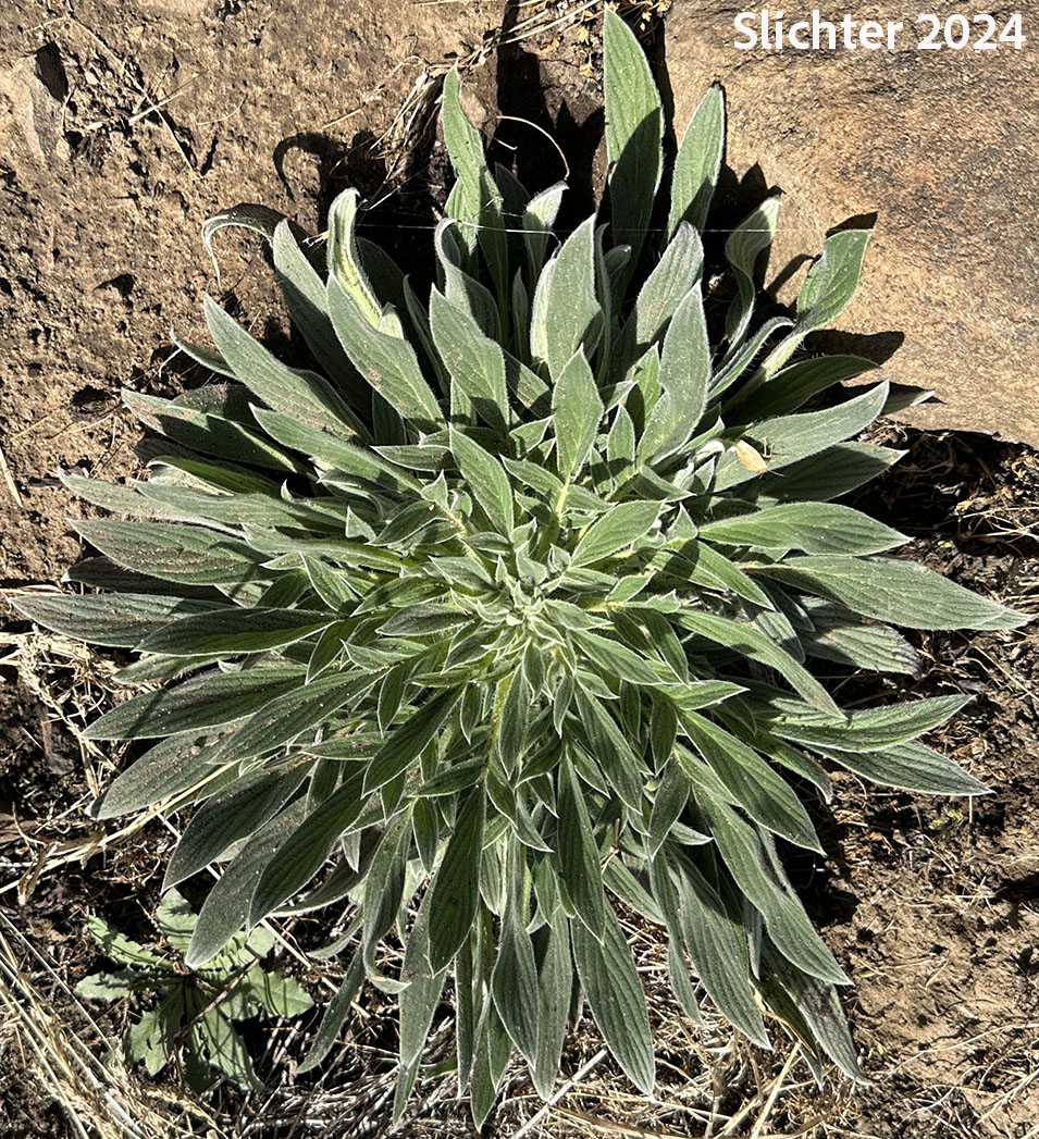 Basal leaf rosette of Silverleaf Phacelia, Silver-leaf Phacelia, Whiteleaf Phacelia: Phacelia hastata var. hastata (Synonyms: Phacelia hastata var. alpina, Phacelia hastata var. leptosepala, Phacelia hastata var. leucophylla, Phacelia leptosepala, Phacelia leucophylla var. leucophylla, Phacelia leucophylla var. suksdorffii)