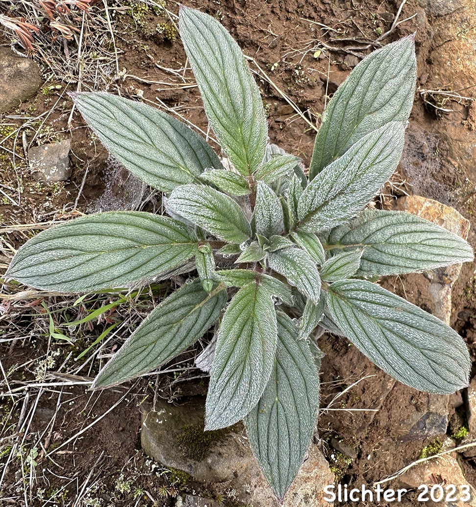 basal rosette and lower stem leaves of Silverleaf Phacelia, Silver-leaf Phacelia, Whiteleaf Phacelia: Phacelia hastata var. hastata (Synonyms: Phacelia hastata var. alpina, Phacelia hastata var. leptosepala, Phacelia hastata var. leucophylla, Phacelia leptosepala, Phacelia leucophylla var. leucophylla, Phacelia leucophylla var. suksdorffii)