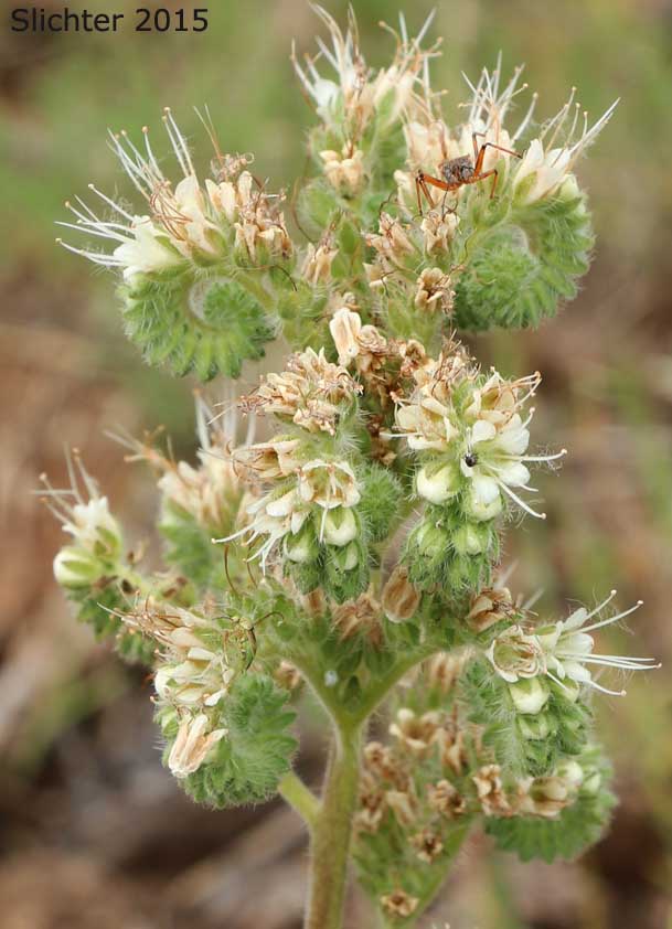 Part of the inflorescence of Varileaf Phacelia: Phacelia heterophylla ssp. heterophylla (Synonyms: Phacelia heterophylla ssp. heterophylla, Phacelia heterophylla var. typica, Phacelia sericea var. biennis)