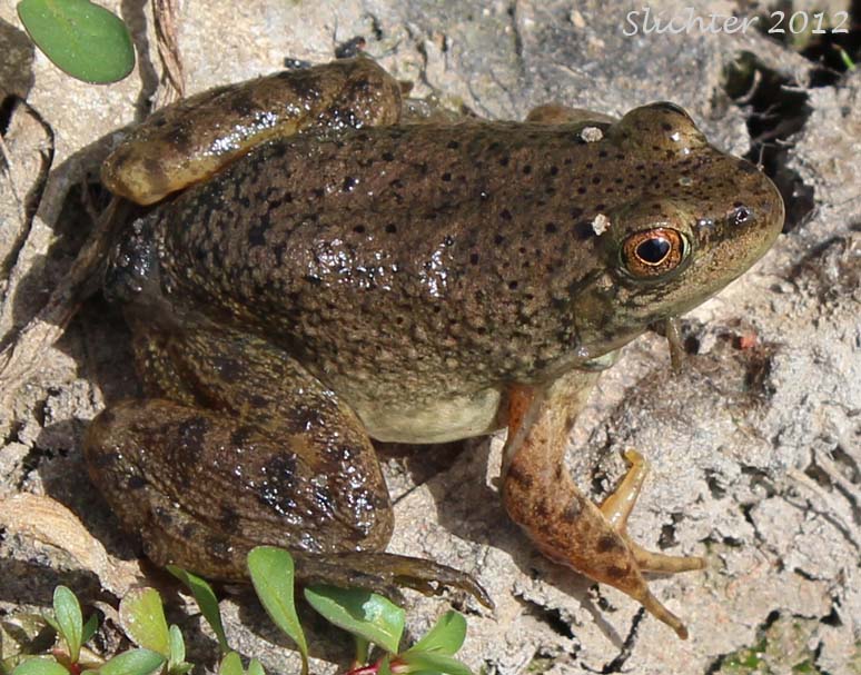 Bullfrog: Rana catesbeiana