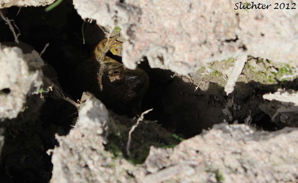 Bullfrog: Rana catesbeiana