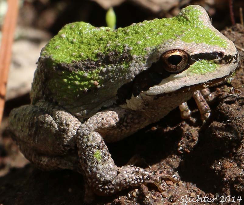 Pacific Treefrog, Chorus Frog: Pseudacris regilla (Synonym: Hyla regilla)
