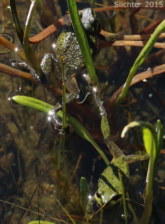 Courting pacific treefrogs as seen in a small stock pond at the upper northwest corner of the Columbia Hills State Park.........April 16, 2015.