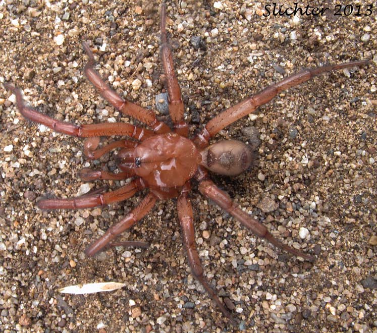 Trapdoor Spider: Antrodiaetus pacificus