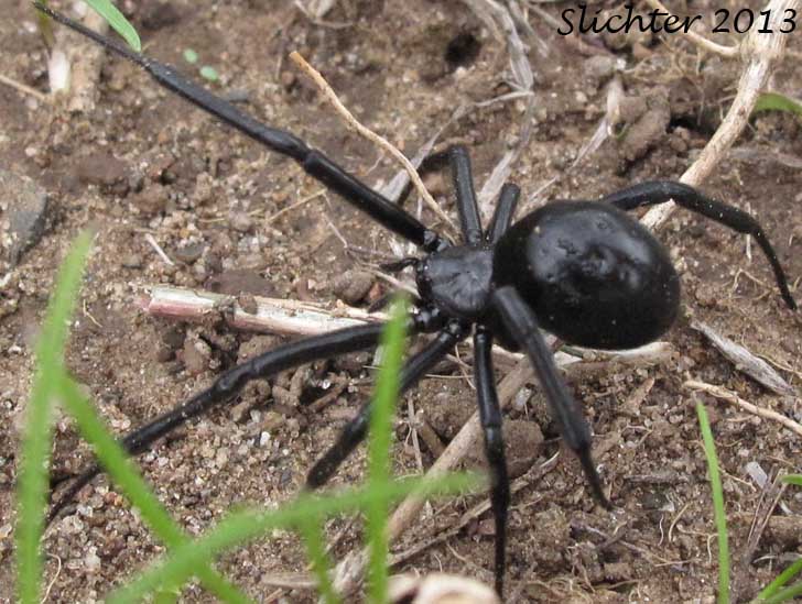 Black Widow: Lactrodectus hesperus