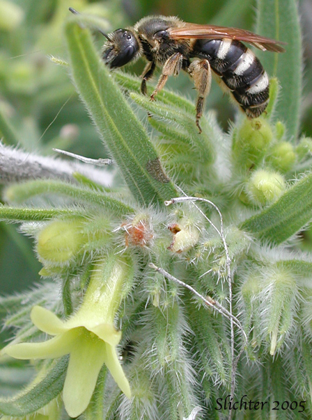 Unidentified bee on puccoon (Lithospermum ruderale)