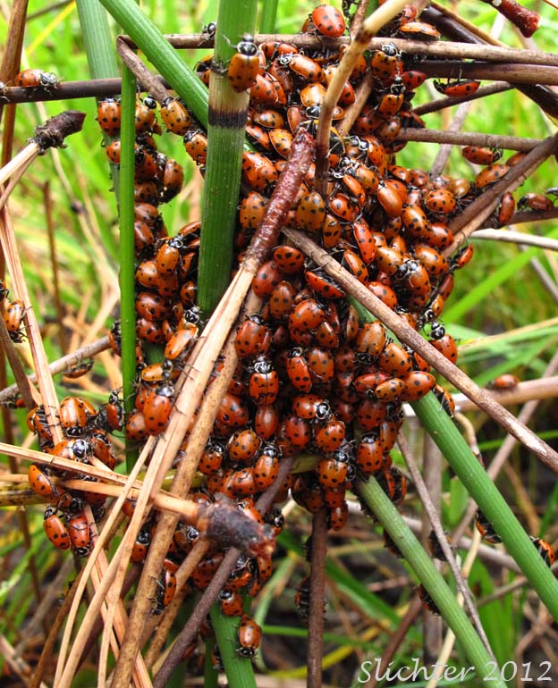 Eight Spotted Lady Bug: Epilachna vigintioctomaculata ?