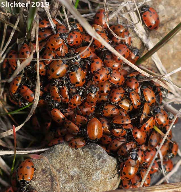Convergent Lady Beetle: Hippodamia convergens