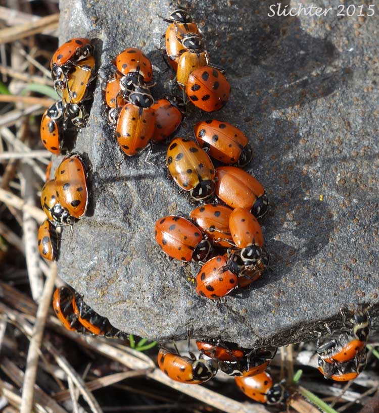 Convergent Lady Beetle: Hippodamia convergens