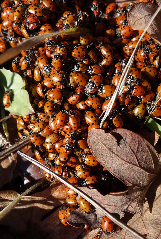 Unidentified lady beetles as seen enmasse at Catherine Creek, Columbia River Gorge..........February 2, 2014.