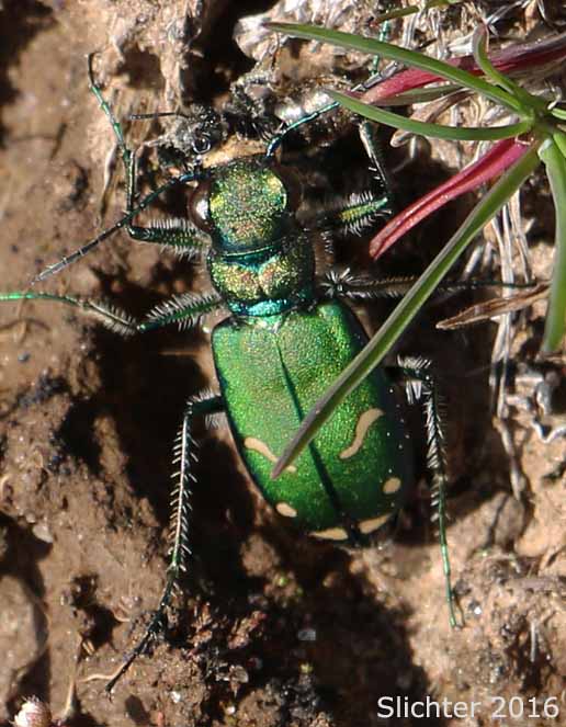 Oregon Tiger Beetle: Cicindella oregona oregona