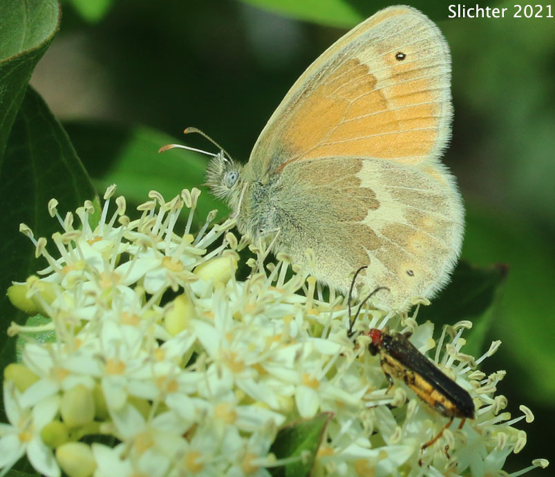 Ochre Ringlet: Coenonympha tullia ampelos