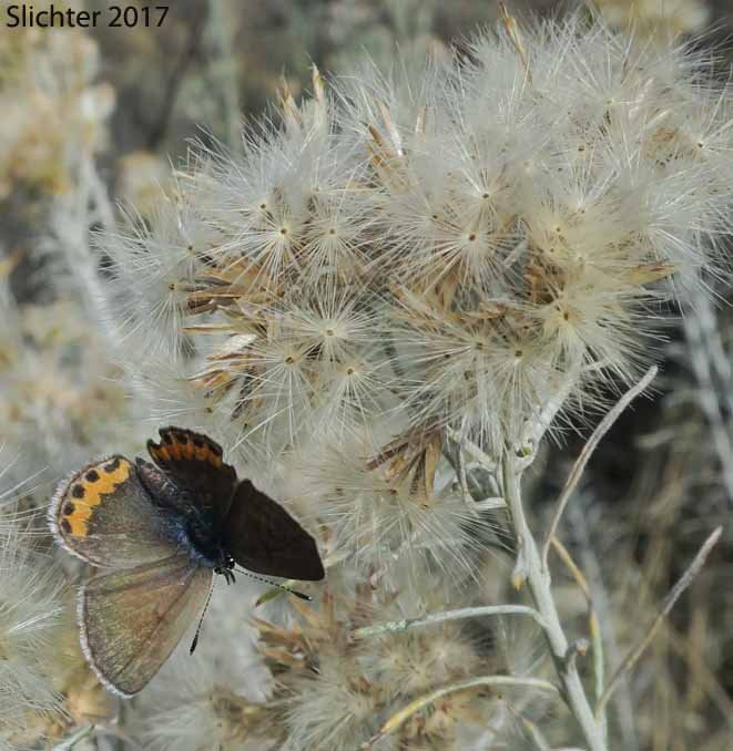 Acmon Blue: Icaricia acmon