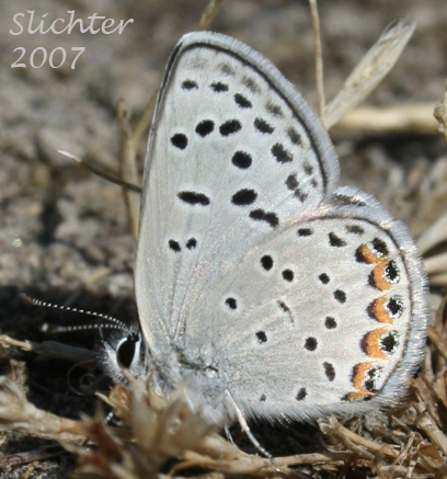 Acmon Blue: Icaricia acmon