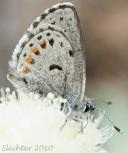 Rocky Mt. Dotted Blue: Euphilotes ancilla columbiae