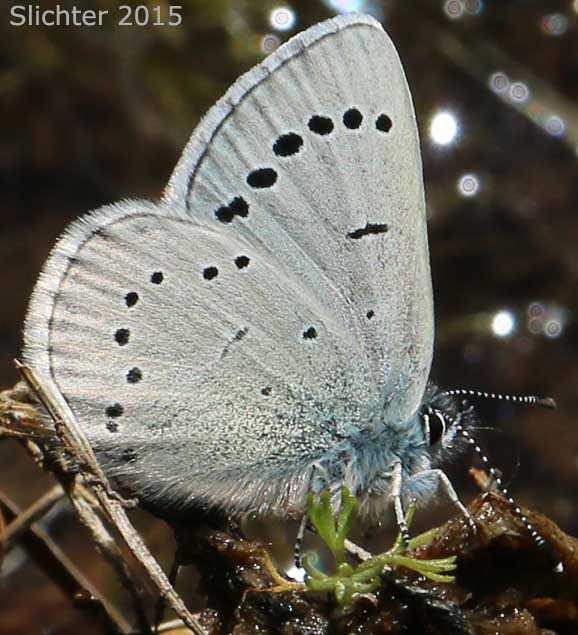 Silvery Blue: Glaucopsyche lygdamus columbia
