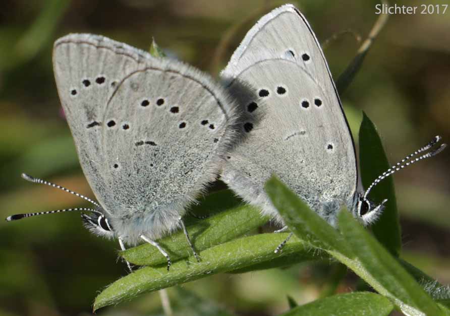Silvery Blue: Glaucopsyche lygdamus columbia