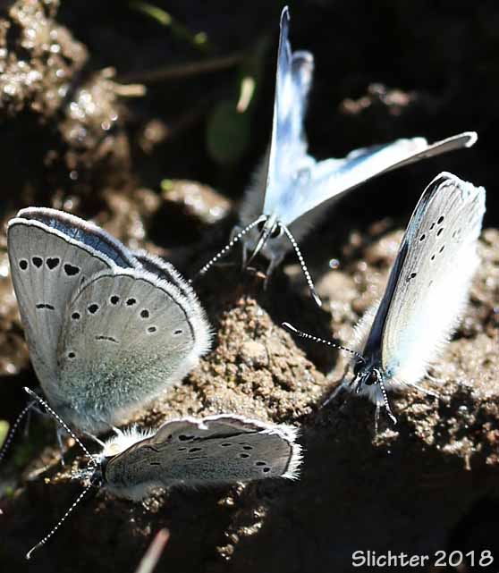 Silvery Blue: Glaucopsyche lygdamus columbia