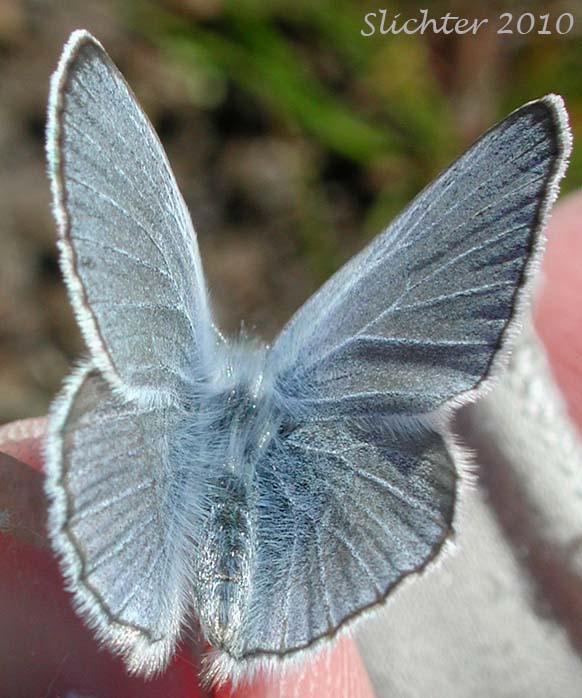 Silvery Blue: Glaucopsyche lygdamus columbia