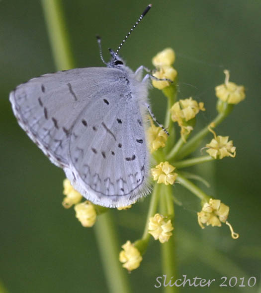 Spring Azure: Celastrina argiolus on pungent desert parsley (Lomatium grayi)