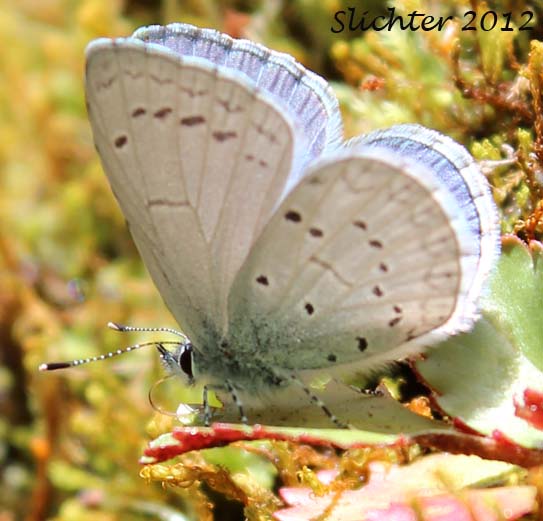 Spring Azure: Celastrina argiolus