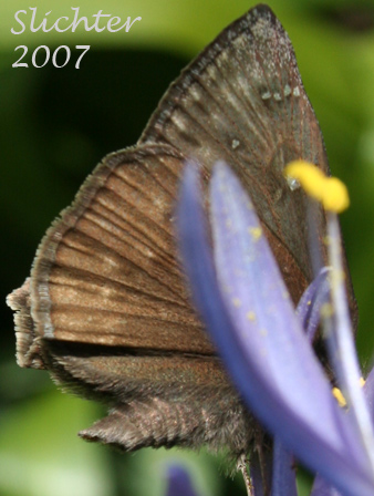 Ventral wing view of Propertius Duskywing: Erynnis propertius