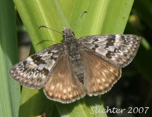 Propertius Duskywing: Erynnis propertius