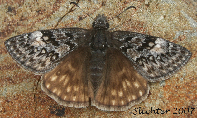 Propertius Duskywing: Erynnis propertius