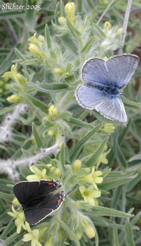 Gray Hairstreak: Strymon melinus and an unidentified blue on puccoon (Lithspermum ruderale)
