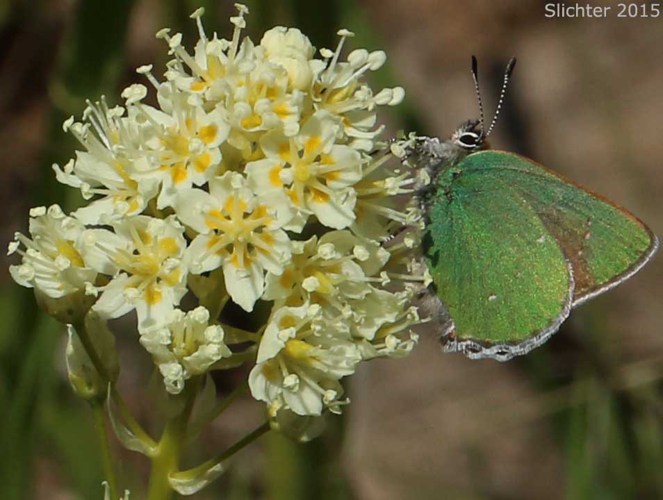 Bramble Green Hairstreak: Callophrys perlexa