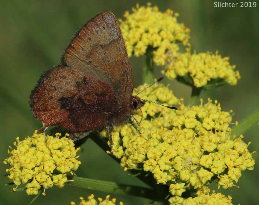 Brown Elfin, Western Brown Elfin: Callophrys augustinus (Synonym: Incisalia augustinus iroides)