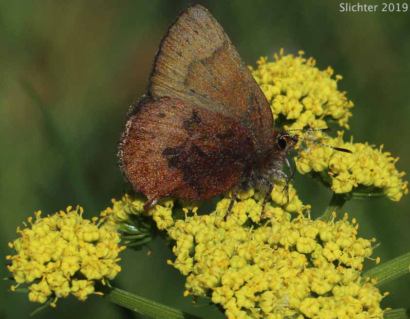 Brown Elfin, Western Brown Elfin: Callophrys augustinus (Synonym: Incisalia augustinus iroides)