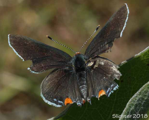 Gray Hairstreak: Strymon melinus