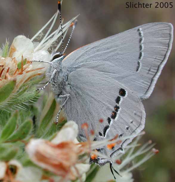 Gray Hairstreak: Strymon melinus