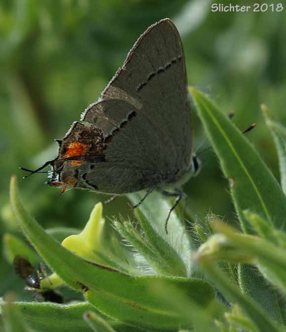 Gray Hairstreak: Strymon melinus