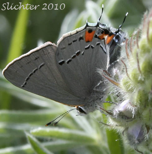 Gray Hairstreak: Strymon melinus on an unidentified lupine