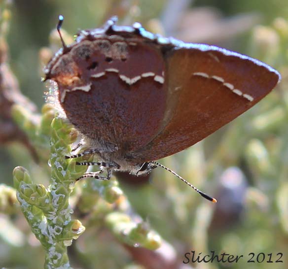 Thicket Hairstreak: Mitoura spinetorum