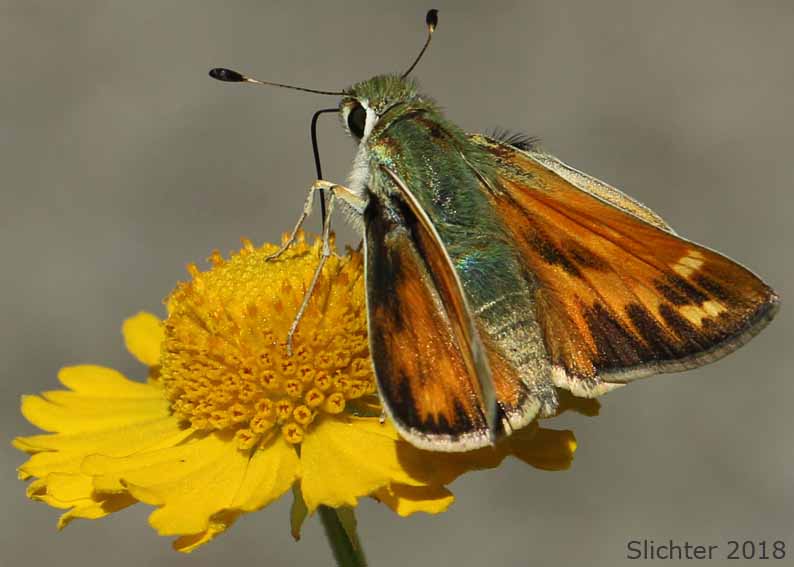 Juba Skipper: Hesperia juba