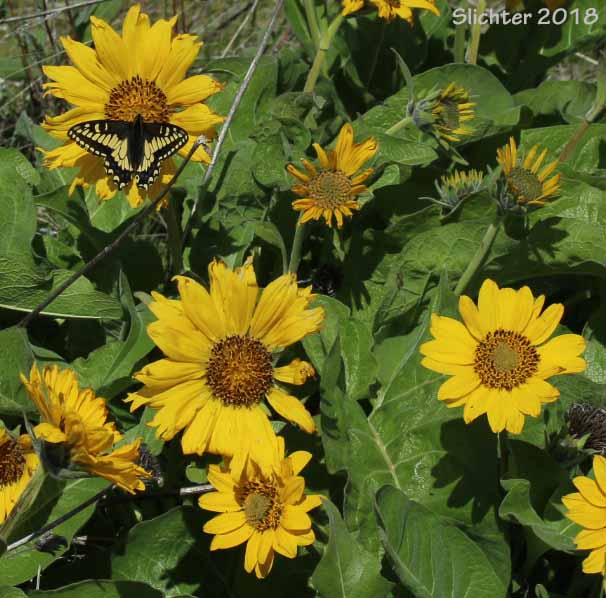 Anise Swallowtail: Papilio zelicaon zelicaon nectaring upon Carey's balsamroot (Balsamorhiza careyana).